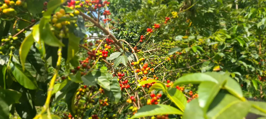 Äthiopischer Kaffee: Geschichte, Geschmacksprofil, Anbaugebiete und Verarbeitungsmethoden