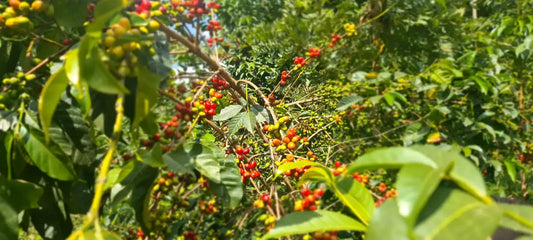 Äthiopischer Kaffee: Geschichte, Geschmacksprofil, Anbaugebiete und Verarbeitungsmethoden