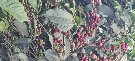 Kaffeeanbau und Erntepraktiken in Äthiopien