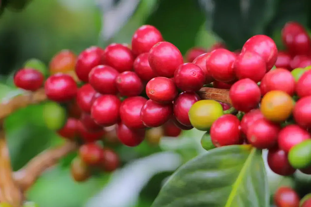 Kaffee Aufbereitung: Natural, washed oder honey processes Kaffee