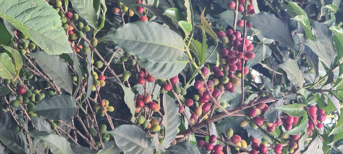 Äthiopische Sidamo Kaffeebohnen